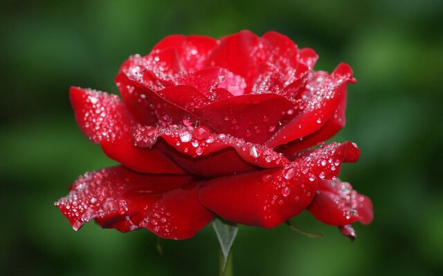 Cận cảnh một bông hoa hồng đỏ bao phủ bởi những giọt sương