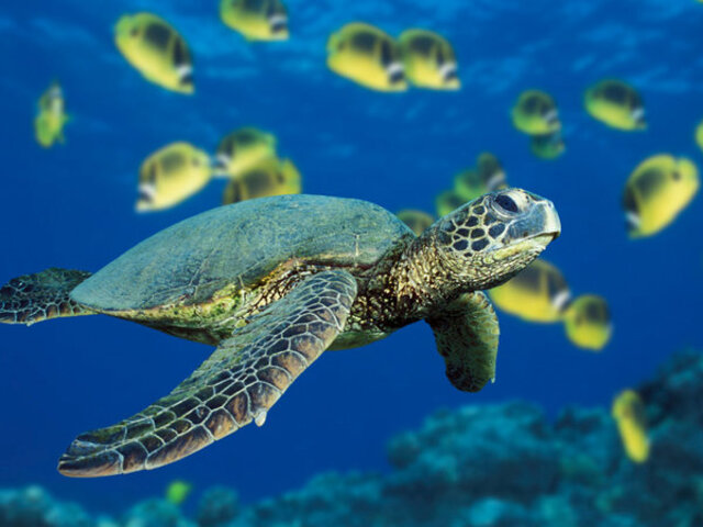 Chú rùa biển đang bơi dưới đại dương xanh thẳm