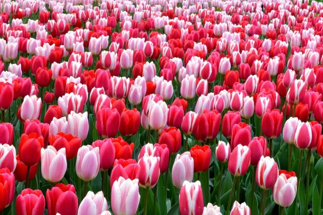 Một cánh đồng hoa tulip nổi tiếng trên thế giới