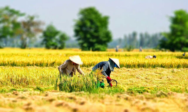 Người nông dân gặt lúa trên cánh đồng vàng bát ngát